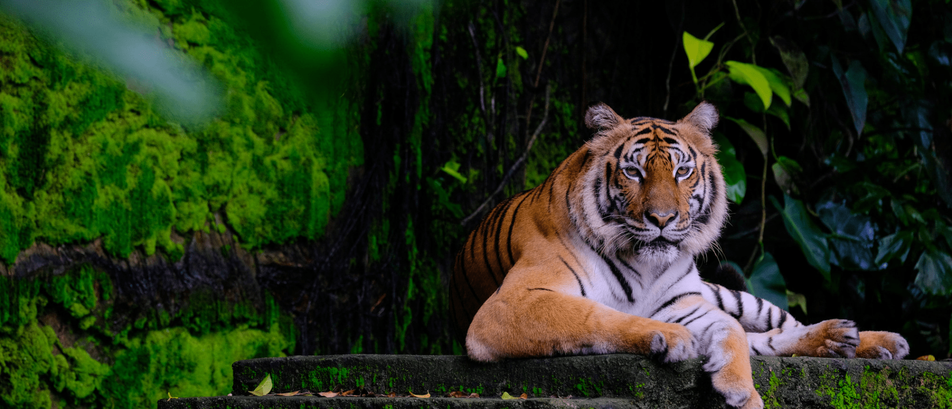 Exploring the Wild: An Adventure through Ranthambhore Jungle Safari