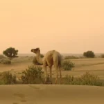 Jaisalmer tour Packages