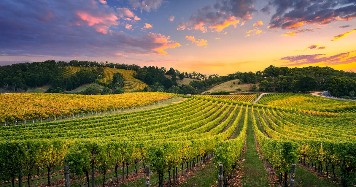 Exploring Bangalore’s Vineyards A Taste of Fine Wine and Scenic Beauty