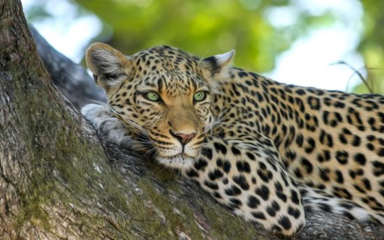 Jhalana Safari