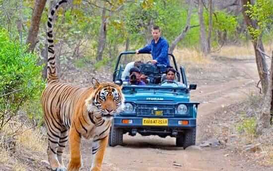 Ranthambhore Affordable Tour Packages
